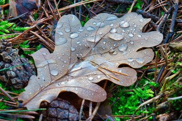 Herbst Blätter Tropfen