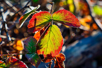 Herbst Blätter Herbstlaub