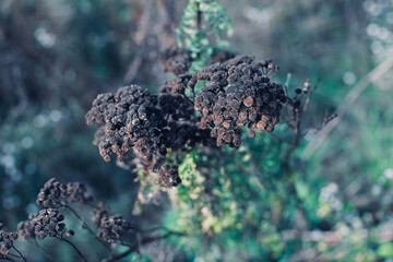 Autumn flowers. Faded flowers. Tansy