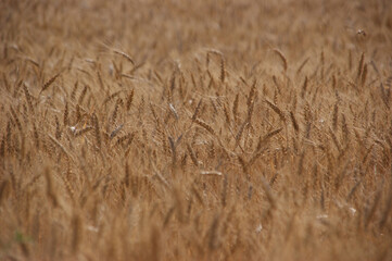 golden wheat field