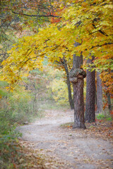 Autumn forest in October