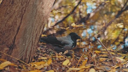 Vigiliant Gray Crow Drinking Water for River Pond on Autumn Day
