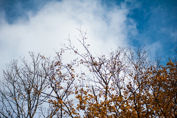 sky above the trees in the autumn forest