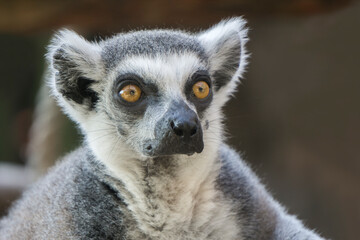Portrait of a curious, beautiful Madagascar lemur.