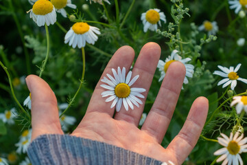 a daisy flower in the palm of a woman's hand