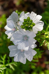 Blossom white musk mallow flower on a summer sunny day macro photography. Garden Malva moschata with white petals in the summer close-up photo. Musk-mallow flower on a green background.