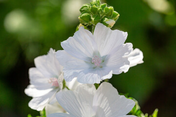 Blossom white musk mallow flower on a summer sunny day macro photography. Garden Malva moschata...