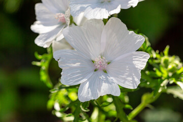 Blossom white musk mallow flower on a summer sunny day macro photography. Garden Malva moschata with white petals in the summer close-up photo. Musk-mallow flower on a green background.