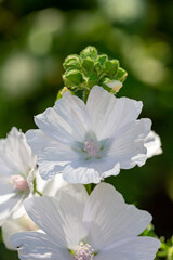 Blossom white musk mallow flower on a summer sunny day macro photography. Garden Malva moschata with white petals in the summer close-up photo. Musk-mallow flower on a green background.