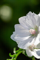 Blossom white musk mallow flower on a summer sunny day macro photography. Garden Malva moschata with white petals in the summer close-up photo. Musk-mallow flower on a green background.