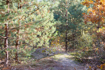 Autumn forest in October
