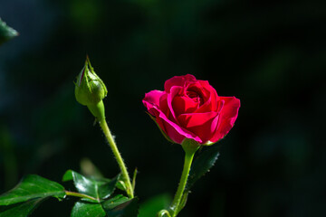 Blossom red rose flower macro photography on a sunny summer day. Garden rose with scarlet petals close-up photo in the summertime. Scarlet rosa floral background.