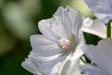 Blossom white musk mallow flower on a summer sunny day macro photography. Garden Malva moschata with white petals in the summer close-up photo. Musk-mallow flower on a green background.
