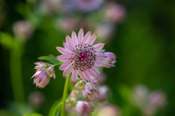 Blossom lilac astrantia flower on a green background close-up photo in summertime. Garden flower with pink petals macro photography in a sunny summer day. 
