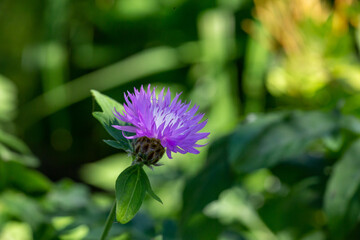 Blooming cornflower blue on a green background on a sunny day macro photography. Fresh bachelor's button flower with purple thin petals in springtime close-up photo.	