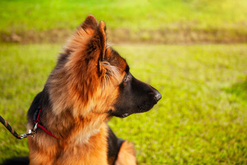 Portrait of a young German shepherd dog.