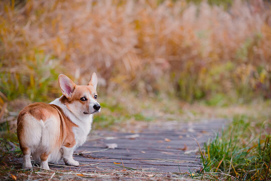 corgi's butt 