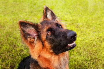 Portrait of a young German shepherd dog.