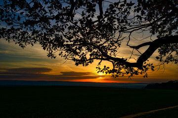 Sonnenuntergang Baum Ast