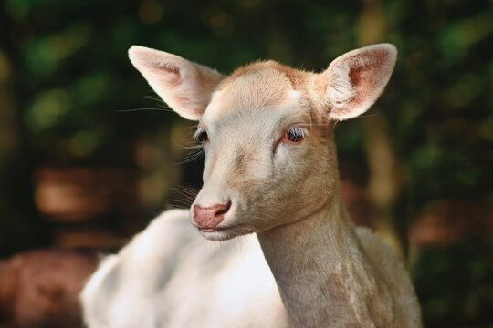 Portrait of white European fallow deer