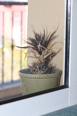 planta en una maceta