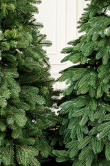 Close-up Christmas tree without toys. Good New Year spirit. Branches of a green Christmas tree close up