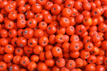 Top view of many red rowan berries as background, closeup - obrazy, fototapety, plakaty