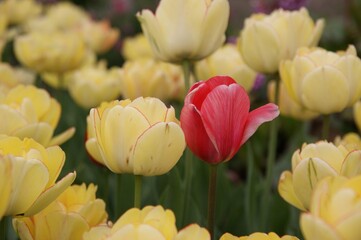 Pink and yellow tulips. Garden with tulips. Spring flowers. Field of tulips.  