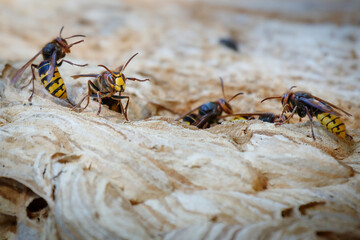 Hornets prepare for the cold