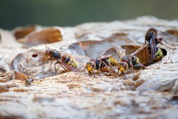 Hornets prepare for the cold
