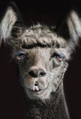 Funny looking closeup alpaca portrait with a black background