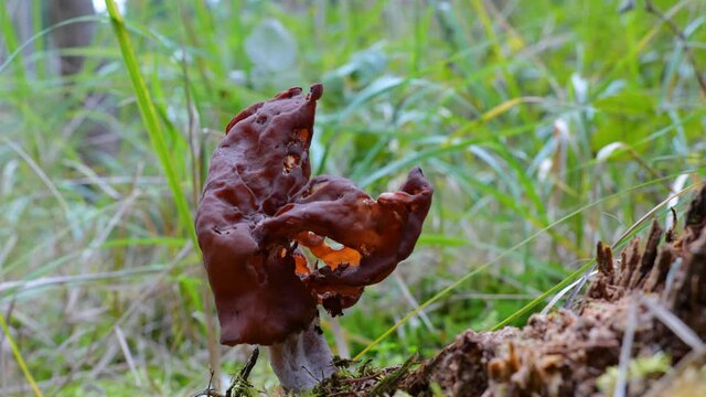 Pilz: Bischofsm&uuml;tze (GYROMITRA INFULA)