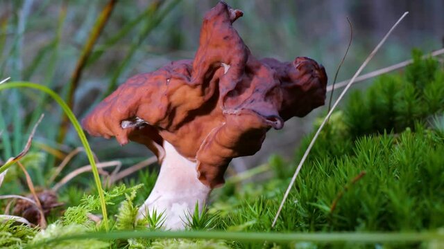 Pilz: Bischofsm&uuml;tze (GYROMITRA INFULA)