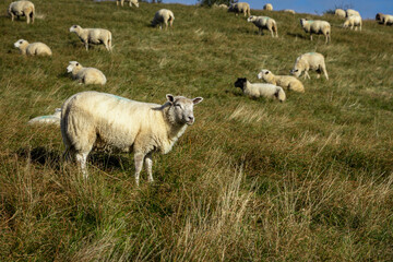 Obraz premium Schaf auf Schafweide