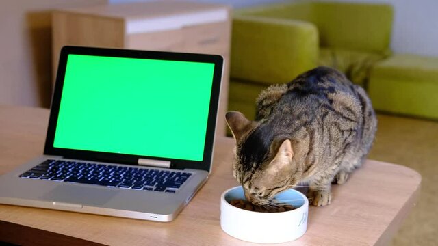 Striped grey Cat eating from the plate on the wooden table near chromakey green display on silver laptop computer .Domestic animal pets feed advertising concept . High quality photo