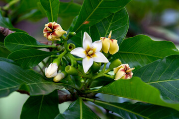 Genipa fruit flowers (Genipa americana) in fine details and selective focus