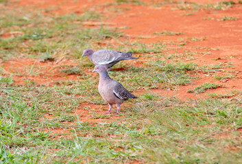White-winged dove (Patagioenas picazuro) , isolated on grass floor in selective focus. Two wild pigeons