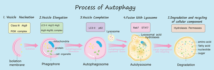Process of Autophagy on blue background vector illustration
