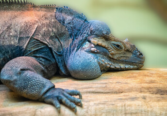 Closeup image of a rhinoceros iguana resting on a wood