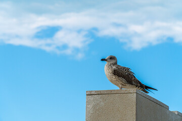 A young Yellow-legged gull standing on rock wall. A seagull over the blue sky