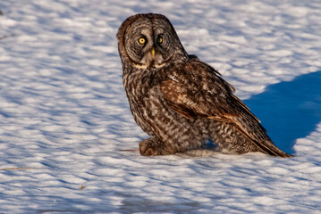 Great Grey Owl (Strix nebulosa) sitting on the snow