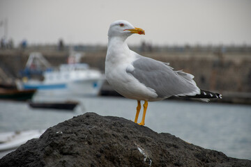 black headed gull