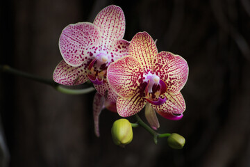 Orqu&iacute;dea