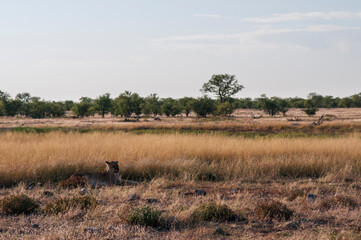 Fototapeta na wymiar Lion at a watering hole / Lion, Panthera leo, lying at a waterhole in Etosha National Park.