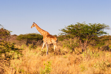 Naklejka na ściany i meble Giraffes at the Etosha National Park / Giraffe, Giraffa, in Etosha National Park, Africa.