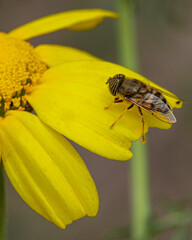 bee on yellow flower