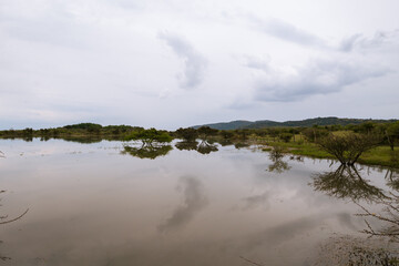 Reflections of hisache trees before the rain