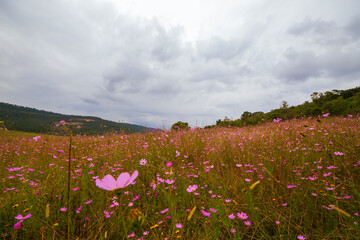 Cosmos flowers at the field