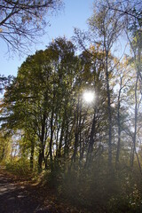 Beautiful Autumn Forest Impressions