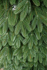 Close-up Christmas tree without toys. Good New Year spirit. Branches of a green Christmas tree close up